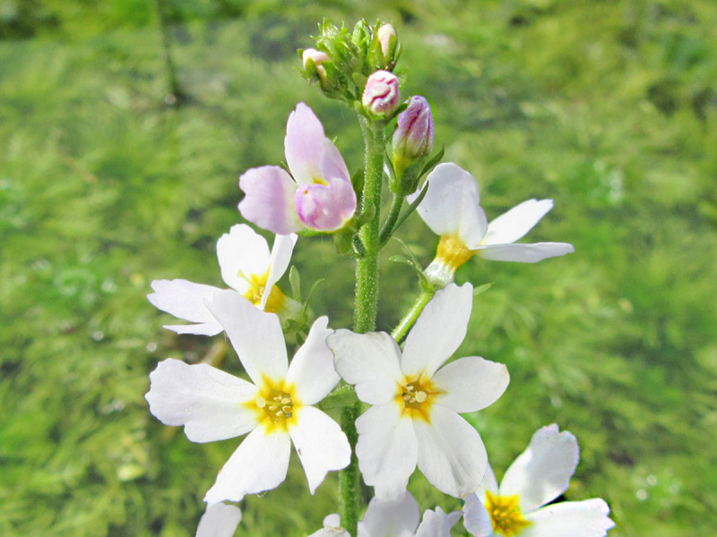 Preview: Wasserfeder - Hottonia palustris